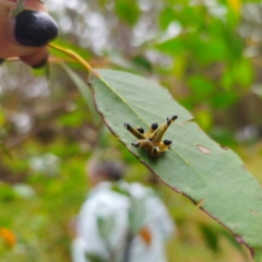 Perginae sp. (subfamily) at QPRC LGA - 16 Feb 2024