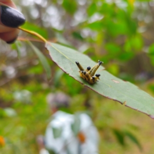 Perginae sp. (subfamily) at QPRC LGA - 16 Feb 2024