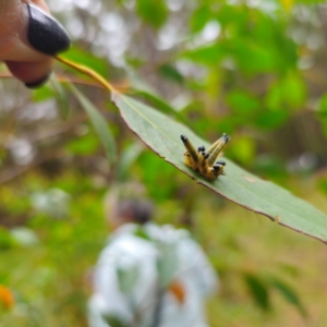 Perginae sp. (subfamily) at QPRC LGA - 16 Feb 2024