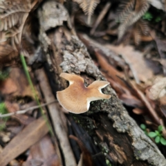 Unverified Polypore - Non-fleshy texture, stem central or lateral  at Tallaganda State Forest - 16 Feb 2024 by Csteele4