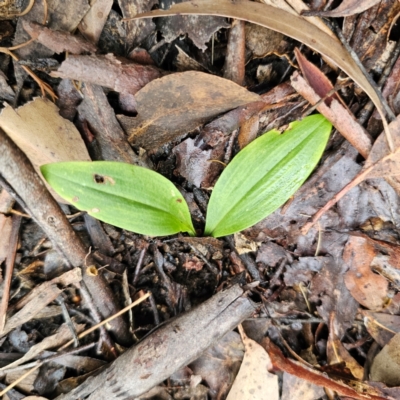 Chiloglottis sp. (A Bird/Wasp Orchid) at Tallaganda State Forest - 16 Feb 2024 by Csteele4