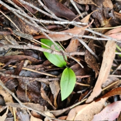 Chiloglottis sp. at QPRC LGA - 16 Feb 2024