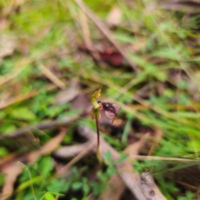 Chiloglottis reflexa (Short-clubbed Wasp Orchid) at Tallaganda State Forest - 16 Feb 2024 by Csteele4