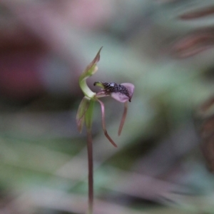 Chiloglottis reflexa at QPRC LGA - suppressed