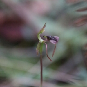 Chiloglottis reflexa at QPRC LGA - suppressed