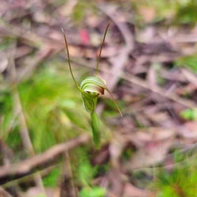 Diplodium decurvum (Summer greenhood) at Rossi, NSW - 16 Feb 2024 by Csteele4
