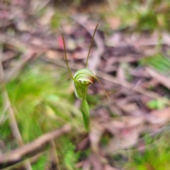 Diplodium decurvum at QPRC LGA - suppressed