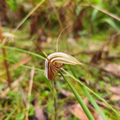 Diplodium coccinum (Scarlet Greenhood) at Tallaganda State Forest - 16 Feb 2024 by Csteele4