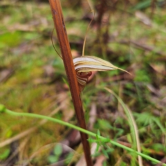 Diplodium coccinum at QPRC LGA - suppressed