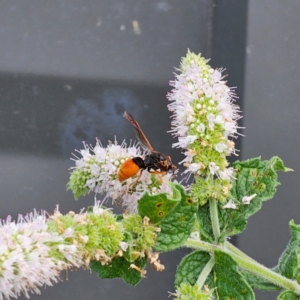 Pseudabispa bicolor at Clear Range, NSW - 15 Feb 2024