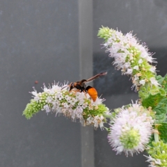 Pseudabispa bicolor at Clear Range, NSW - 15 Feb 2024