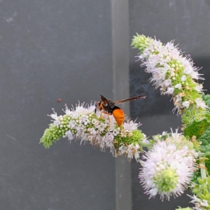 Pseudabispa bicolor at Clear Range, NSW - 15 Feb 2024