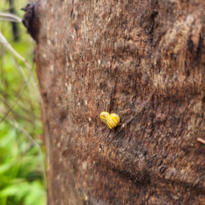 Caenoplana sulphurea (A Flatworm) at Tallaganda State Forest - 16 Feb 2024 by Csteele4