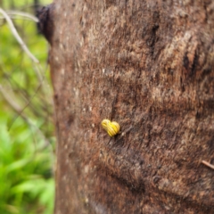 Caenoplana sulphurea at QPRC LGA - 16 Feb 2024