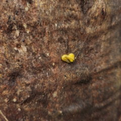 Caenoplana sulphurea at QPRC LGA - 16 Feb 2024 02:21 PM