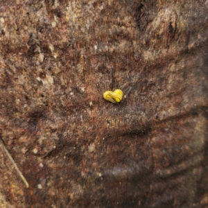 Caenoplana sulphurea at QPRC LGA - 16 Feb 2024