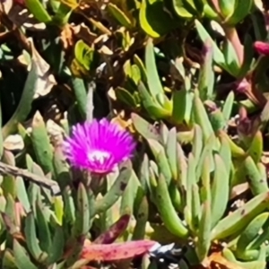 Carpobrotus rossii at Flinders Chase, SA - 16 Feb 2024 03:18 PM