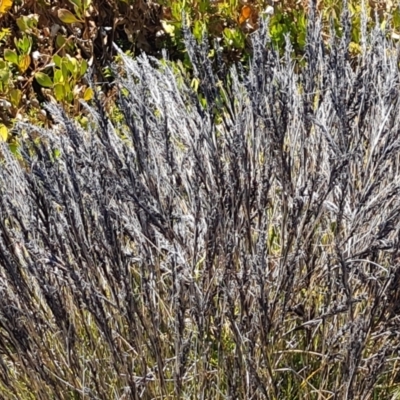 Unidentified Grass at Flinders Chase, SA - 16 Feb 2024 by Mike