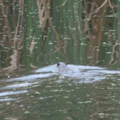 Hydromys chrysogaster (Rakali or Water Rat) at Fyshwick, ACT - 16 Feb 2024 by SandraH