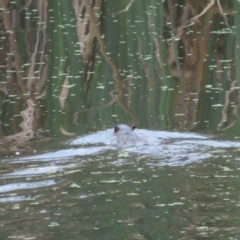Hydromys chrysogaster (Rakali or Water Rat) at Jerrabomberra Wetlands - 16 Feb 2024 by SandraH