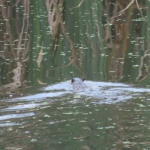 Hydromys chrysogaster at Jerrabomberra Wetlands - 17 Feb 2024
