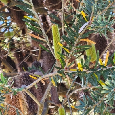 Banksia marginata (Silver Banksia) at Burra, NSW - 17 Feb 2024 by BrianSummers