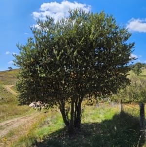 Banksia marginata at QPRC LGA - 17 Feb 2024