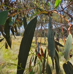 Eucalyptus pauciflora subsp. pauciflora (White Sally, Snow Gum) at Googong Foreshore - 17 Feb 2024 by BrianSummers