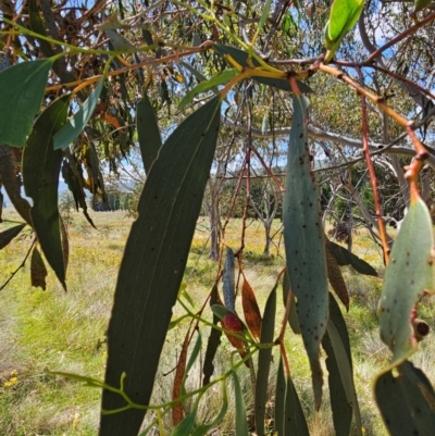 Eucalyptus pauciflora subsp. pauciflora (White Sally, Snow Gum) at QPRC LGA - 17 Feb 2024 by BrianSummers