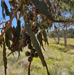 Eucalyptus pauciflora subsp. pauciflora at Googong Foreshore - 17 Feb 2024