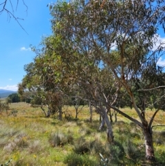 Eucalyptus pauciflora subsp. pauciflora at Googong Foreshore - 17 Feb 2024