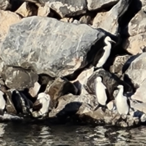 Phalacrocorax fuscescens at Penneshaw, SA - 16 Feb 2024