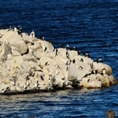 Phalacrocorax fuscescens at Penneshaw, SA - 16 Feb 2024