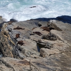 Unidentified Sea Mammal at Flinders Chase, SA - 16 Feb 2024 by Mike