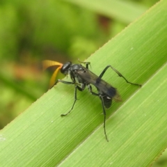 Fabriogenia sp. (genus) (Spider wasp) at Rossi, NSW - 16 Feb 2024 by HelenCross