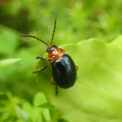Ellopidia sp. (genus) (Leaf Beetle) at QPRC LGA - 16 Feb 2024 by HelenCross