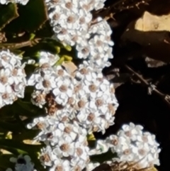 Ixodia achillaeoides (Coast Ixodia) at Flinders Chase, SA - 16 Feb 2024 by Mike