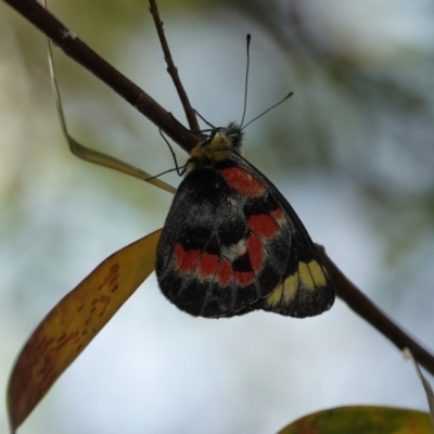 Delias harpalyce (Imperial Jezebel) at Hall, ACT - 17 Feb 2024 by Anna123