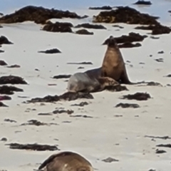 Neophoca cinerea (Australian sea-lion) at Undefined Area - 16 Feb 2024 by Mike