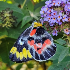 Delias harpalyce (Imperial Jezebel) at QPRC LGA - 17 Feb 2024 by MatthewFrawley