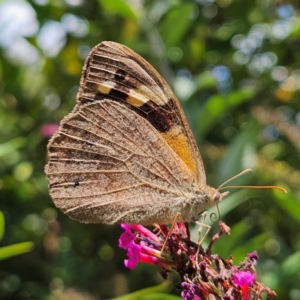 Heteronympha merope at QPRC LGA - 17 Feb 2024 01:11 PM