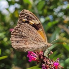 Heteronympha merope (Common Brown Butterfly) at QPRC LGA - 17 Feb 2024 by MatthewFrawley