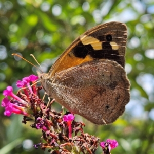 Heteronympha merope at QPRC LGA - 17 Feb 2024 01:11 PM