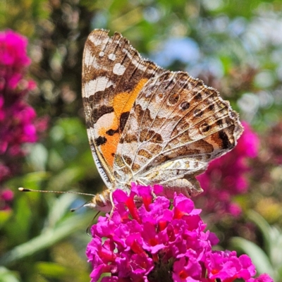 Vanessa kershawi (Australian Painted Lady) at QPRC LGA - 17 Feb 2024 by MatthewFrawley