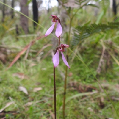 Eriochilus magenteus (Magenta Autumn Orchid) at Rossi, NSW - 16 Feb 2024 by HelenCross