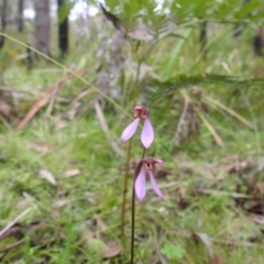 Eriochilus magenteus at QPRC LGA - suppressed