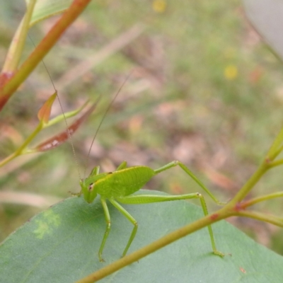 Caedicia simplex (Common Garden Katydid) at Tallaganda State Forest - 16 Feb 2024 by HelenCross