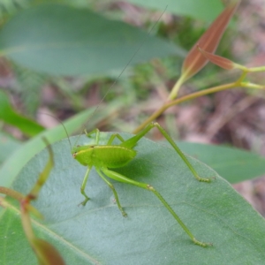 Caedicia simplex at QPRC LGA - 16 Feb 2024