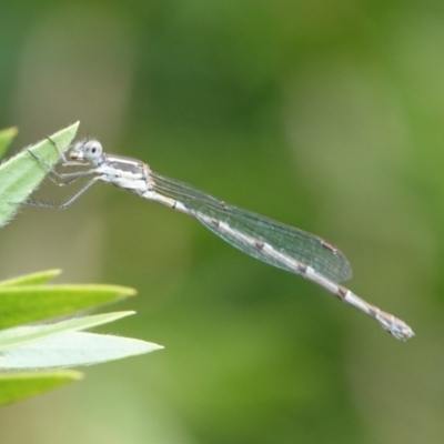 Austrolestes leda (Wandering Ringtail) at Hall, ACT - 16 Feb 2024 by Anna123