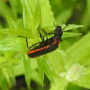 Pseudolycus sp. (genus) at Tallaganda State Forest - 16 Feb 2024 02:06 PM